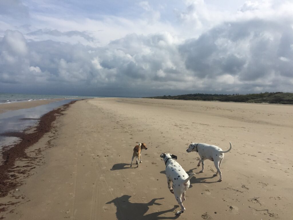 Et godt hundeliv er et hundeliv med fokus på hundes bevægelsesapparat og psyke