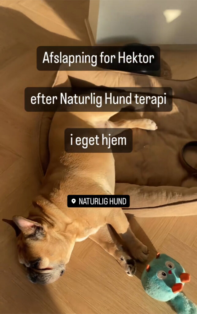 Hektor nyder det efter Naturlig Hund Terapi – her i eget hjem