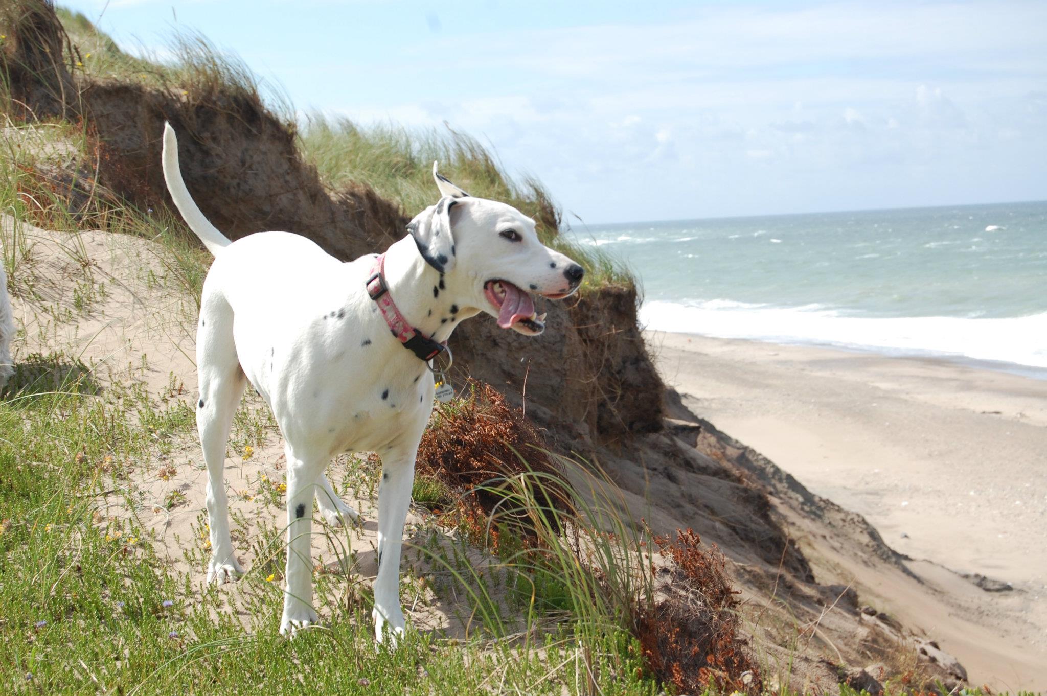 Emma, glad hund ved kyst omgivet af natur – Naturlig Hund holistisk hundeterapi