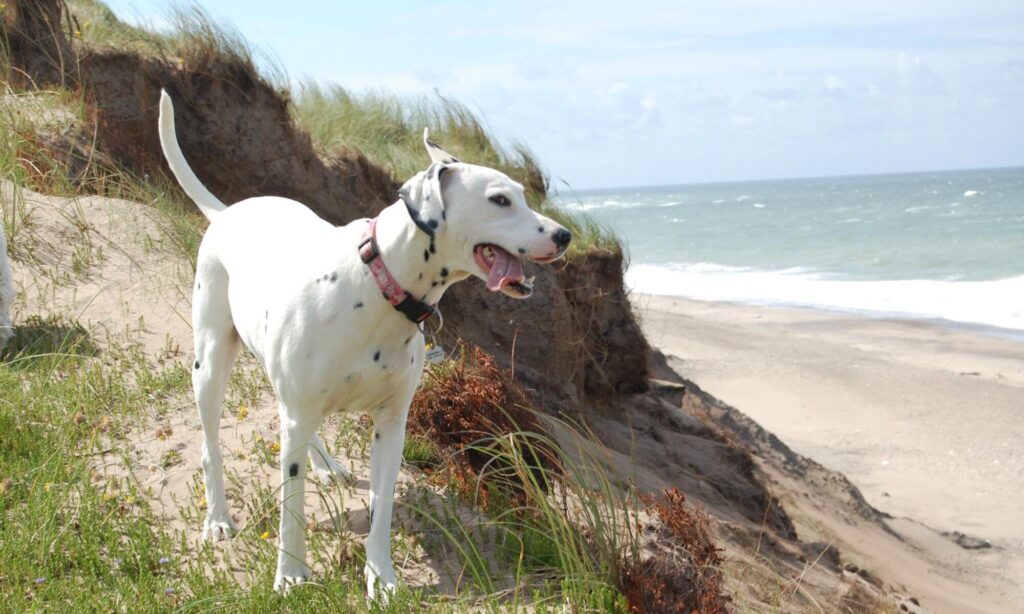 Emma, glad hund ved kyst omgivet af natur – Naturlig Hund holistisk hundeterapi