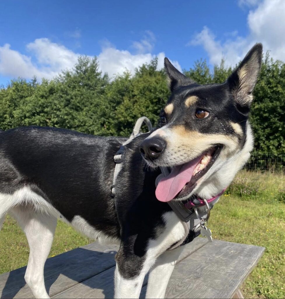 Intensivt Regulering- & Rebalanceringsforløb 5 behandlinger. Målrettet regulering af hundens krop og nervesystem – med fokus på balance mellem hund og menneske. For varig stabilisering. Ikke midlertidig lindring.