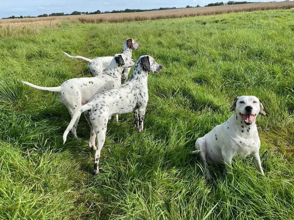 Akut Regulering
90 minutters intensiv regulering af krop og nervesystem.
For hunde der pludselig mister roen –
og for mennesker der mærker, at noget er forandret.
2.500 kr.
Begrænset antal tider.