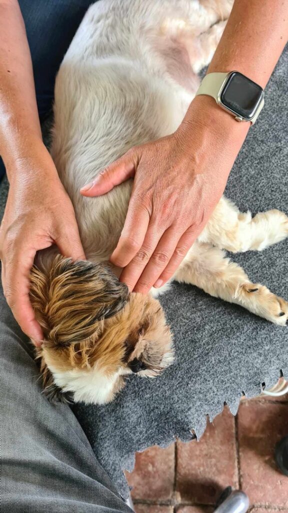 Ann arbejder med blide hænder på en hund under en terapisession hos Naturlig Hund.